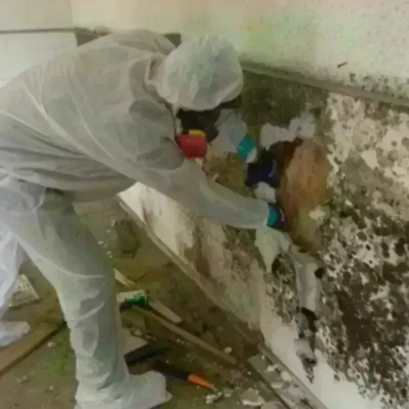 Mold Remediation and Removal in Bolivar, TN